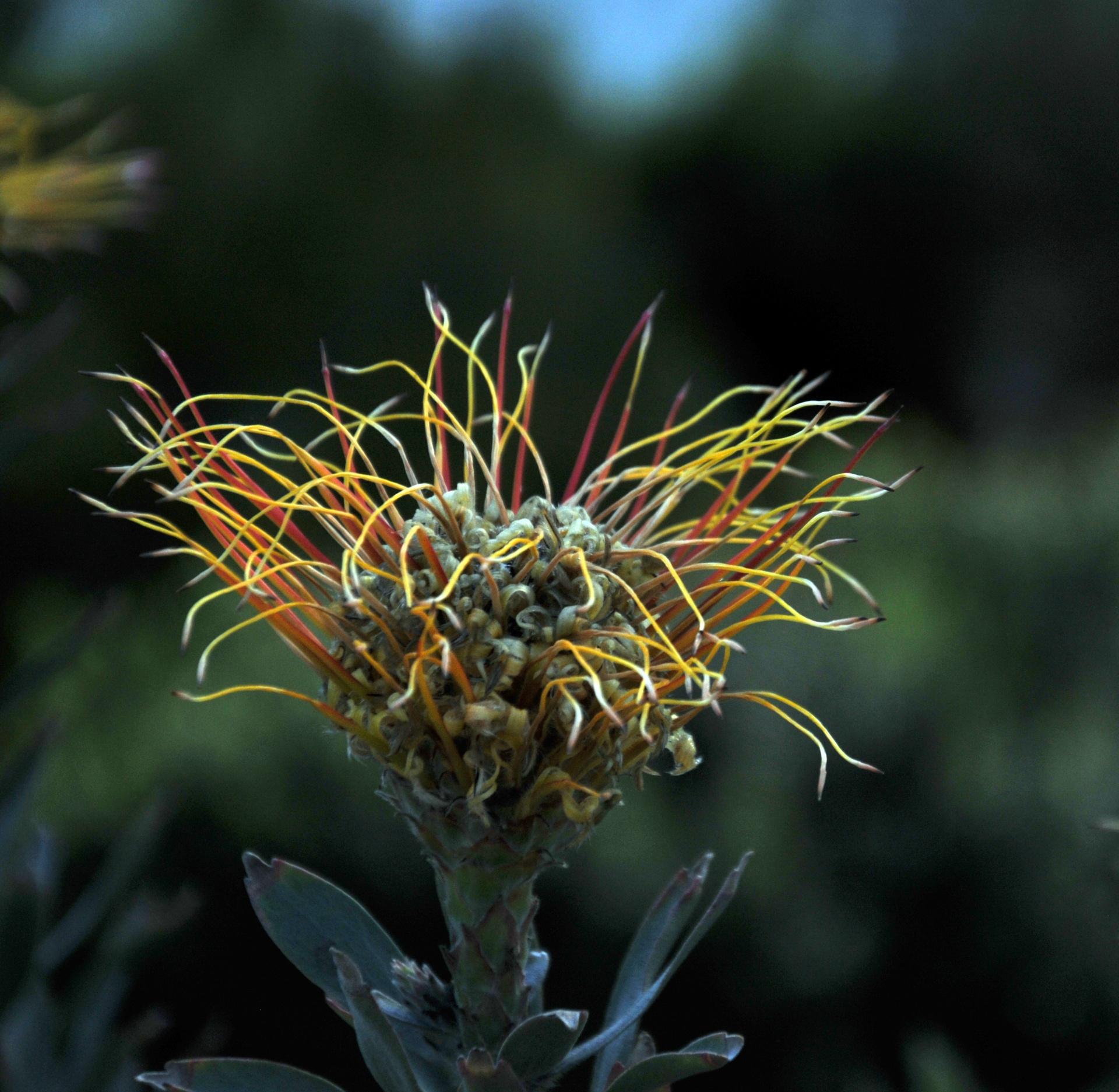 desert deserts flower free photo