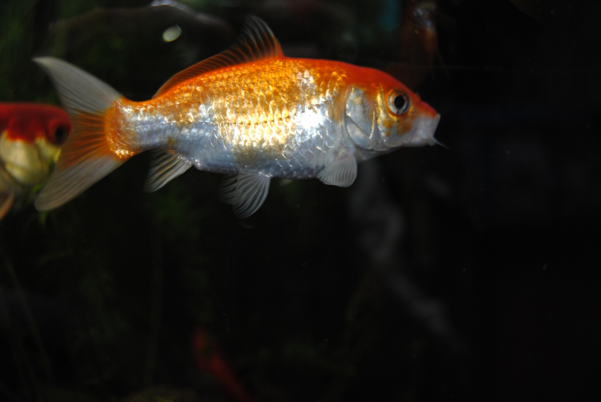 gold fish animal water bodies free photo