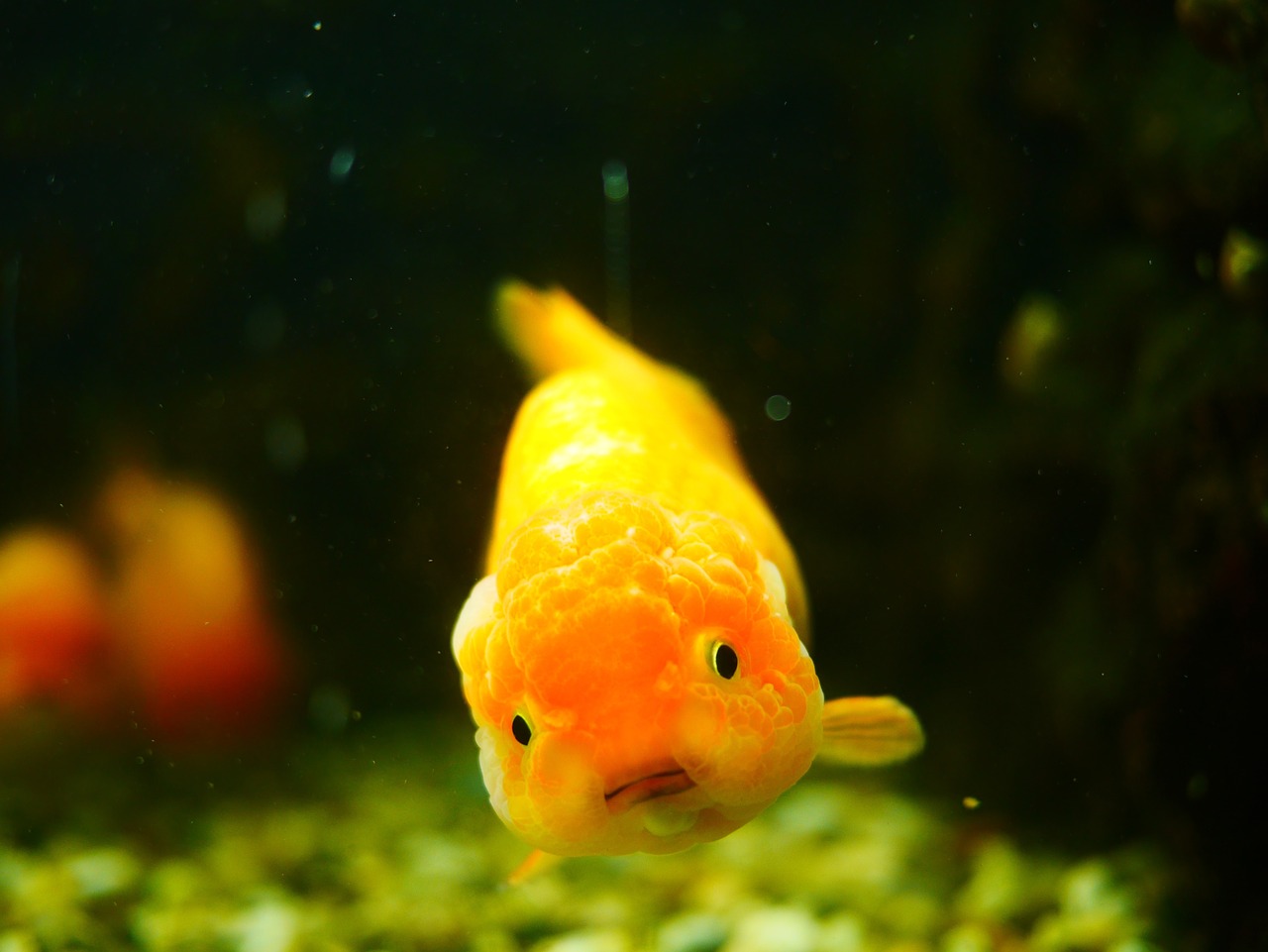 goldfish animal fish free photo