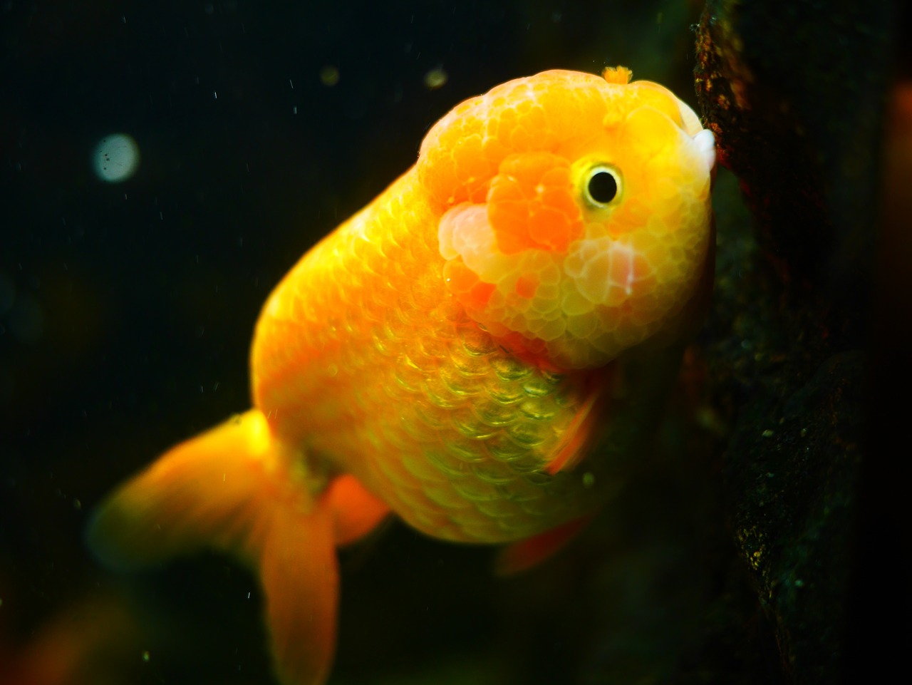 goldfish animal fish free photo