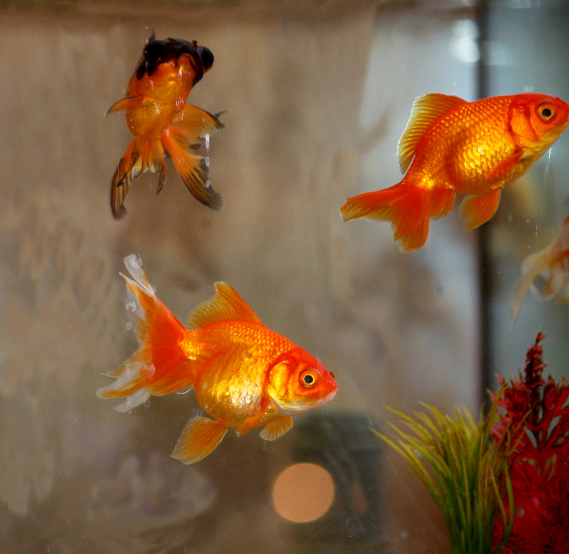 goldfish fish tank free photo