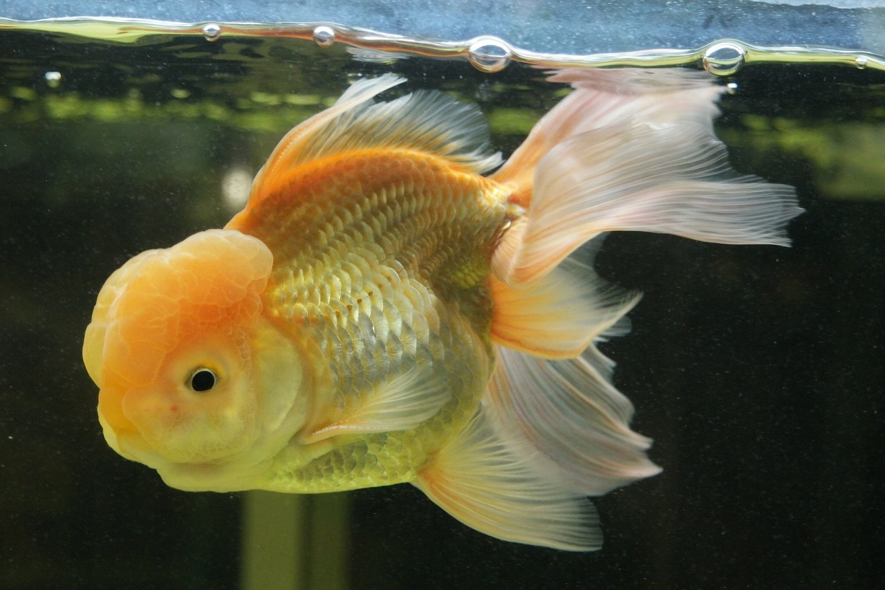 goldfish aquarium underwater free photo