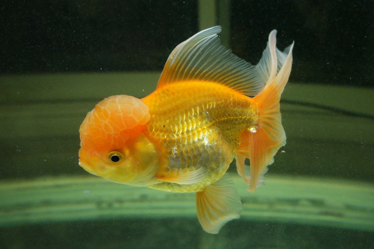 goldfish fish aquarium free photo