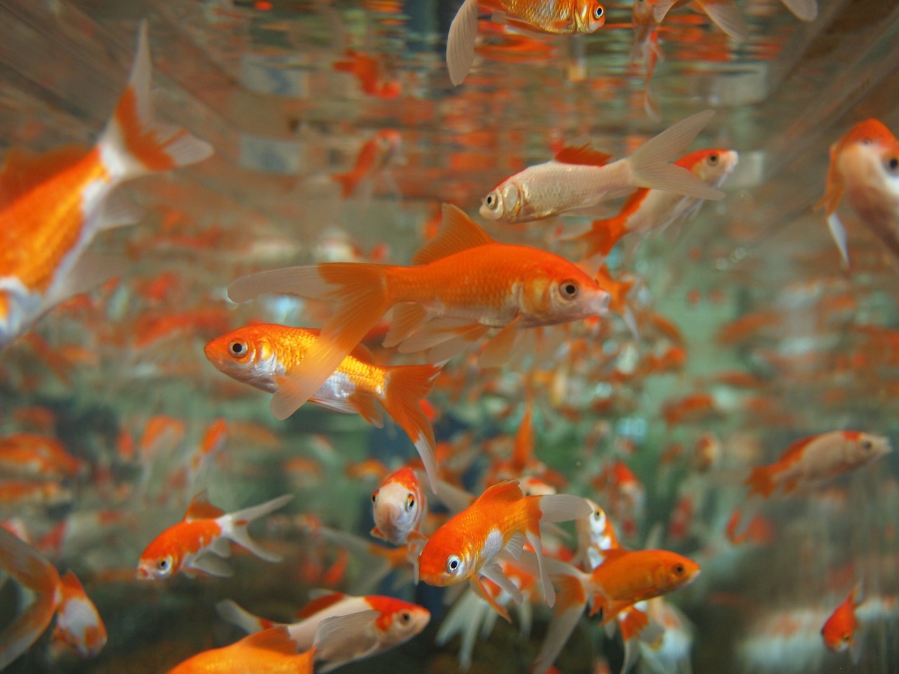 goldfish aquarium underwater free photo
