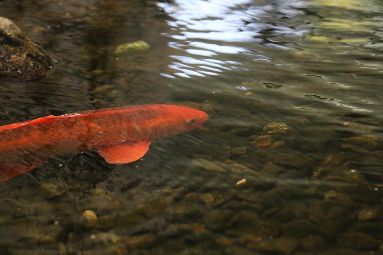 Download free photo of Goldfish,fish,freshwater fish,water surface,toy ...