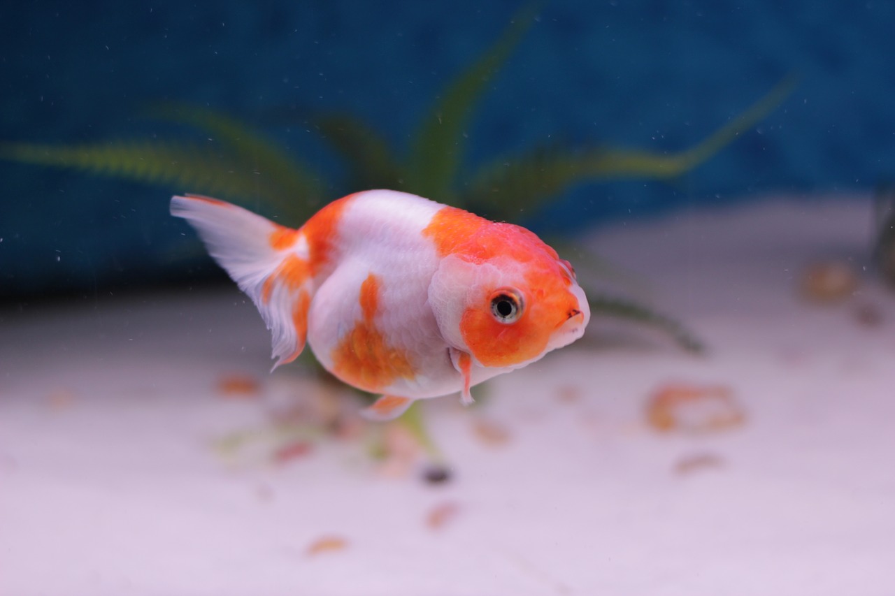 goldfish lion head aquarium free photo