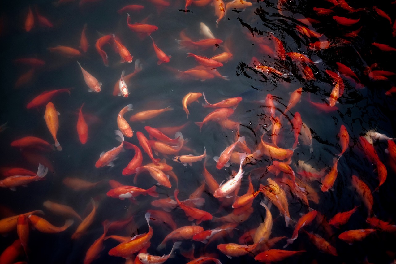 goldfish water pond free photo