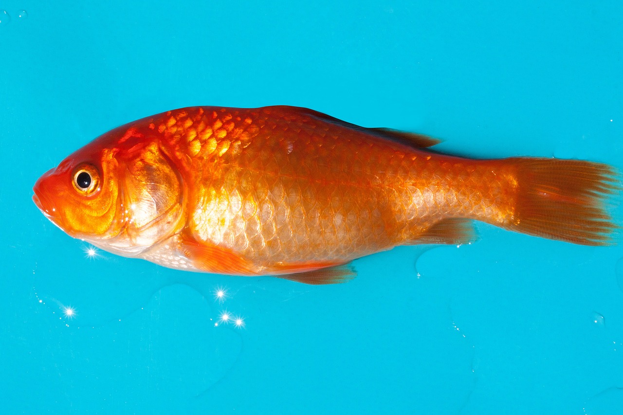 goldfish freshwater fish karpfenfisch free photo