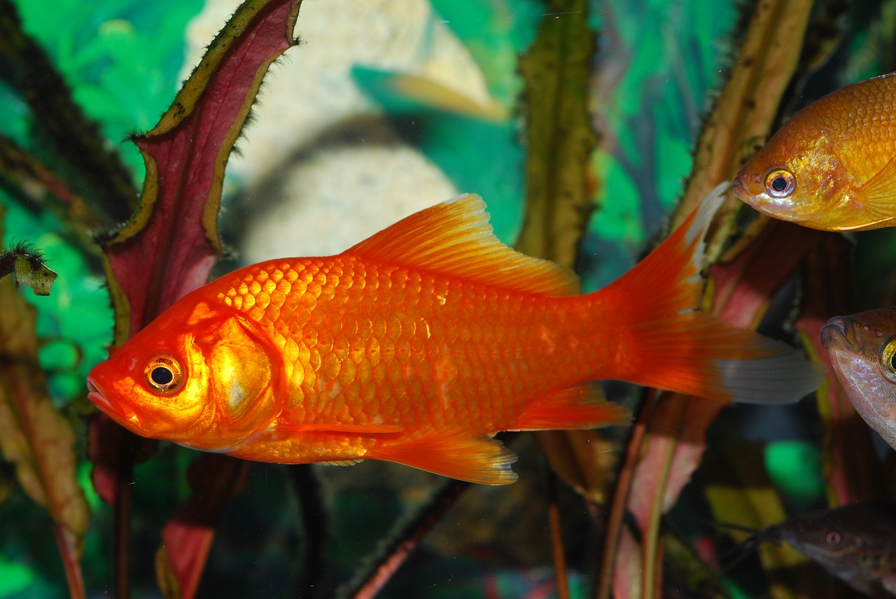 goldfish  red fish  orange free photo