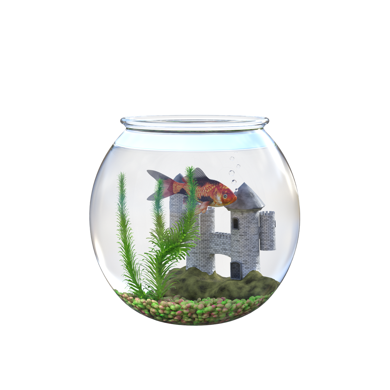 goldfish  bowl  water free photo