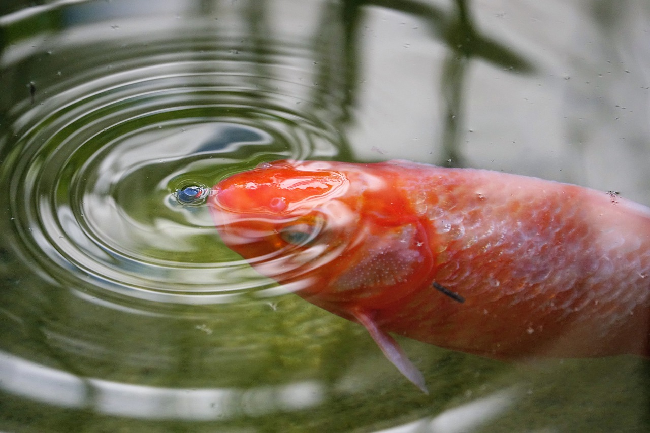 goldfish  fish  waters free photo