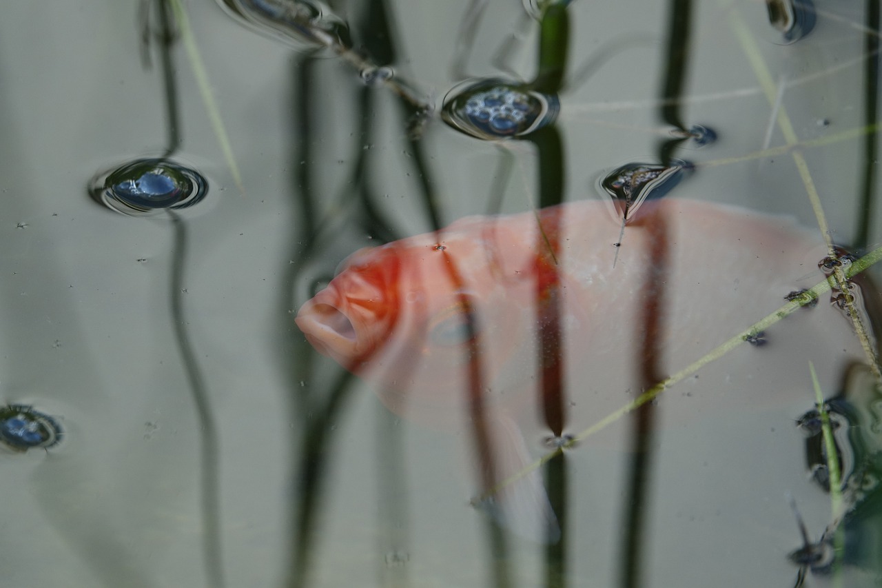 goldfish  orange  water free photo