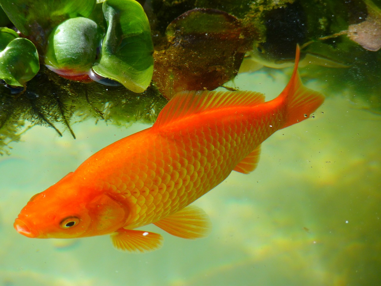 goldfish fish swim free photo