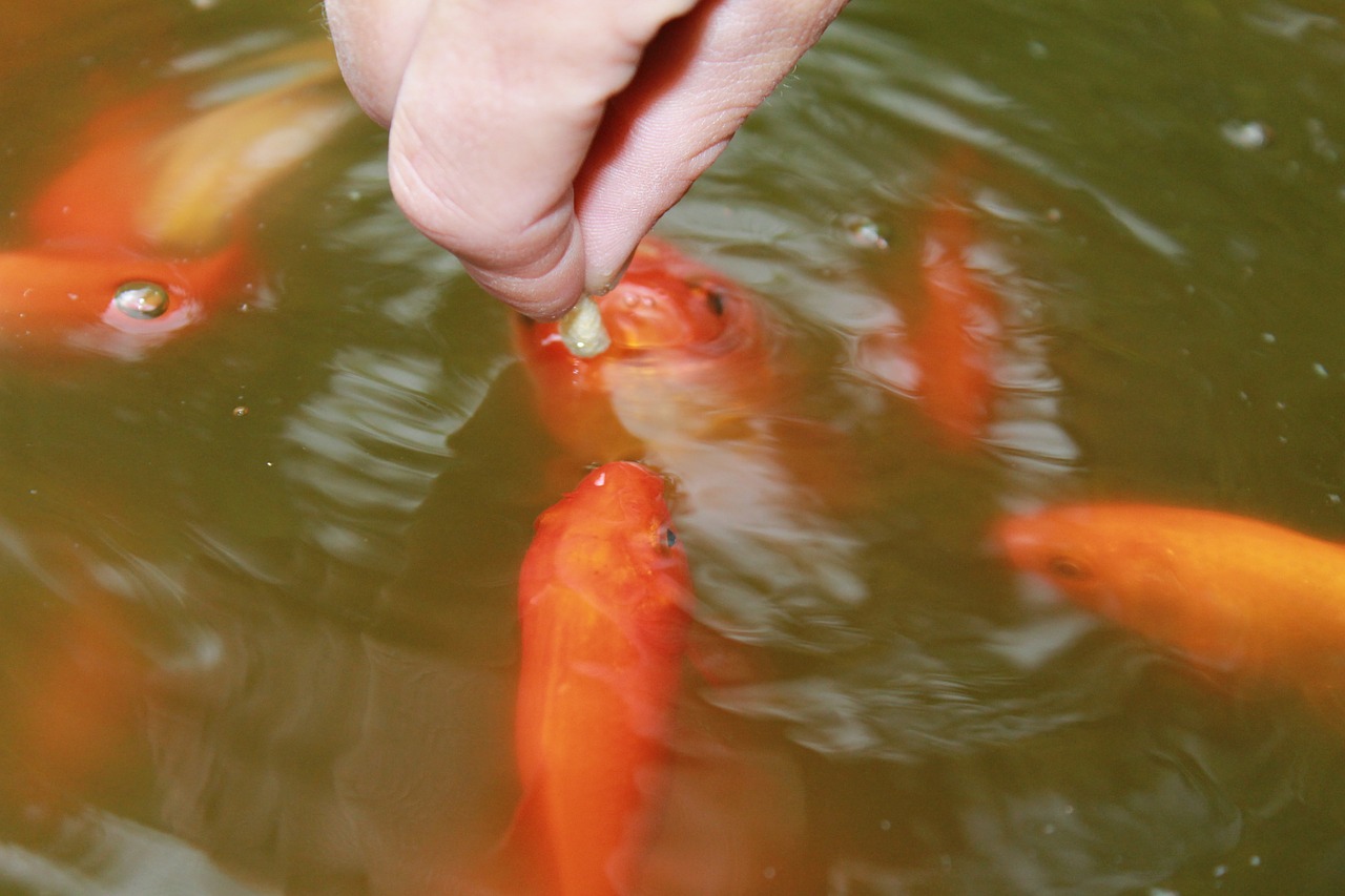 goldfish pond fish free photo