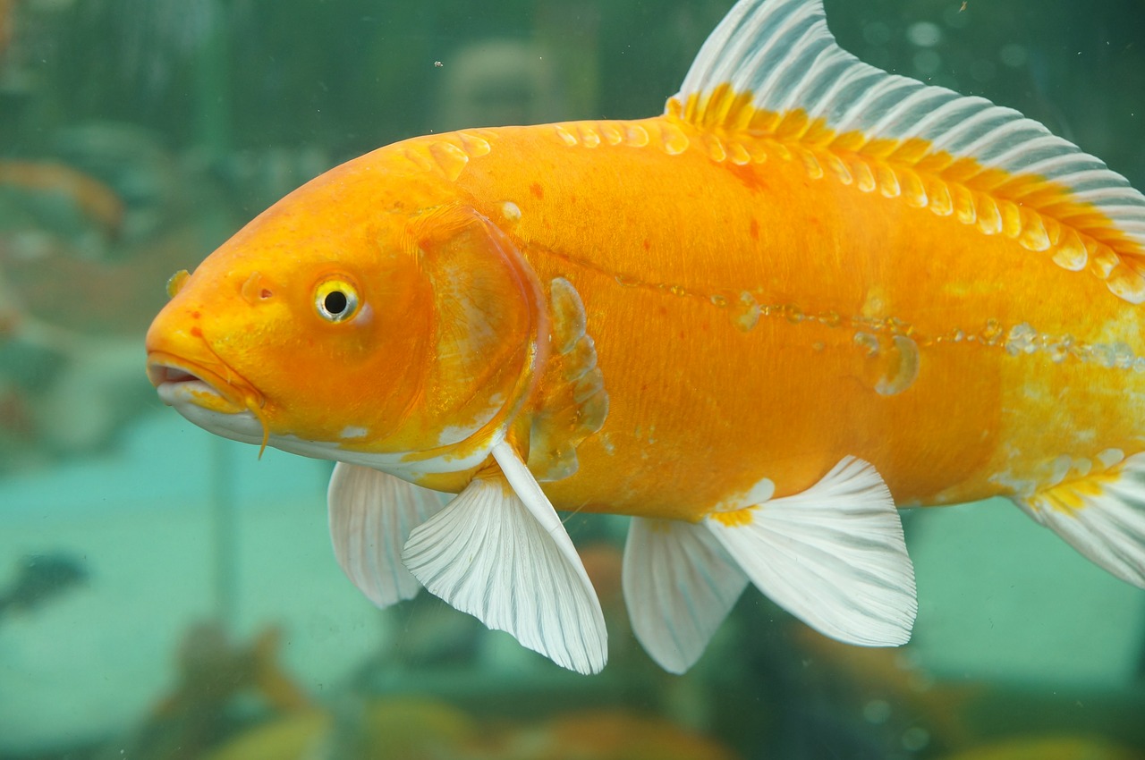 goldfish fish animal free photo