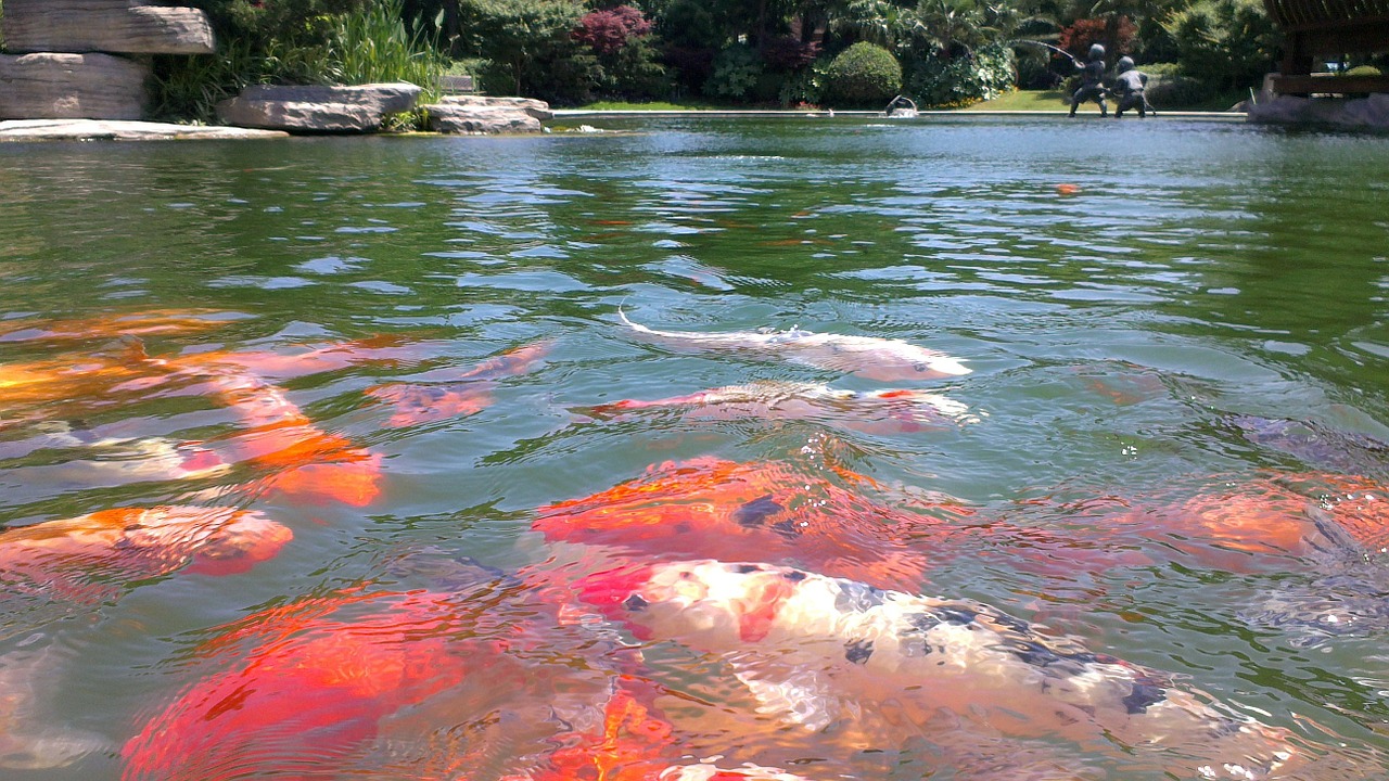 goldfish swim pond free photo