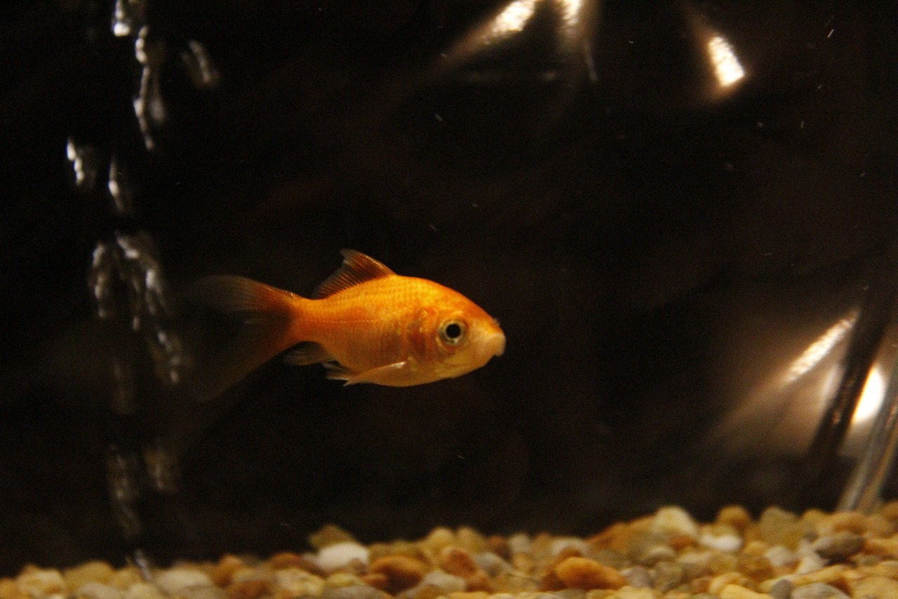 goldfish aquarium tank free photo