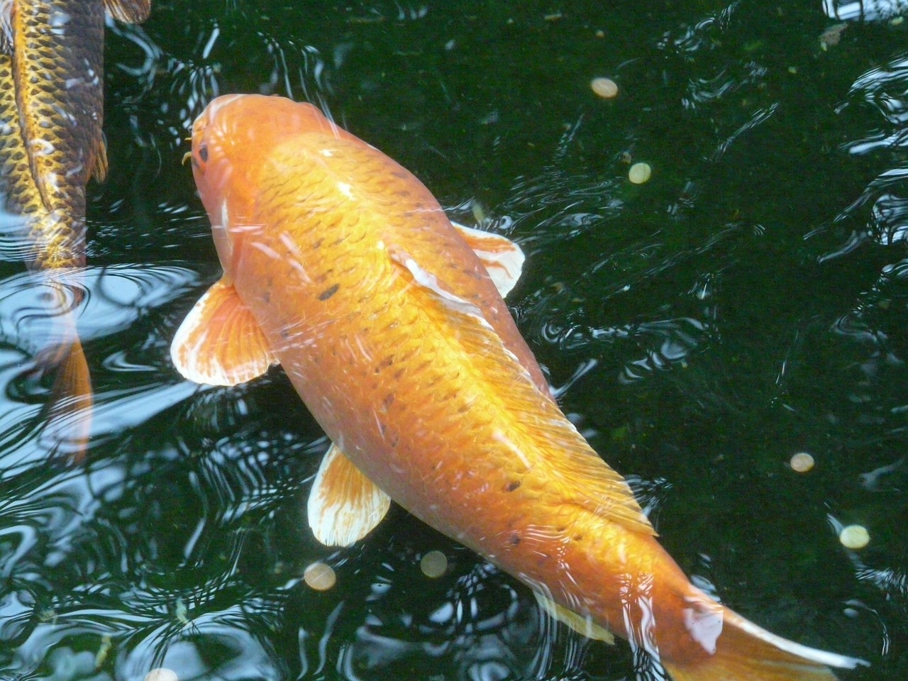 goldfish water fish free photo