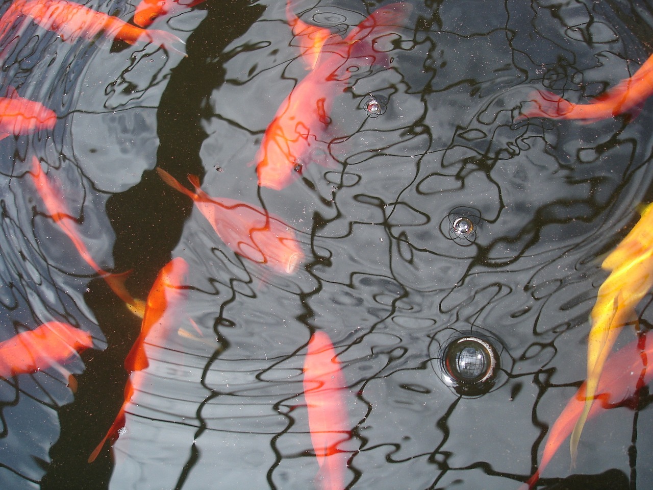 goldfish water ripples free photo