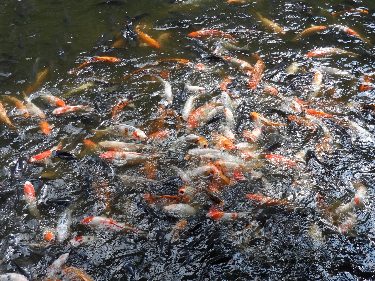 goldfish pond koi free photo