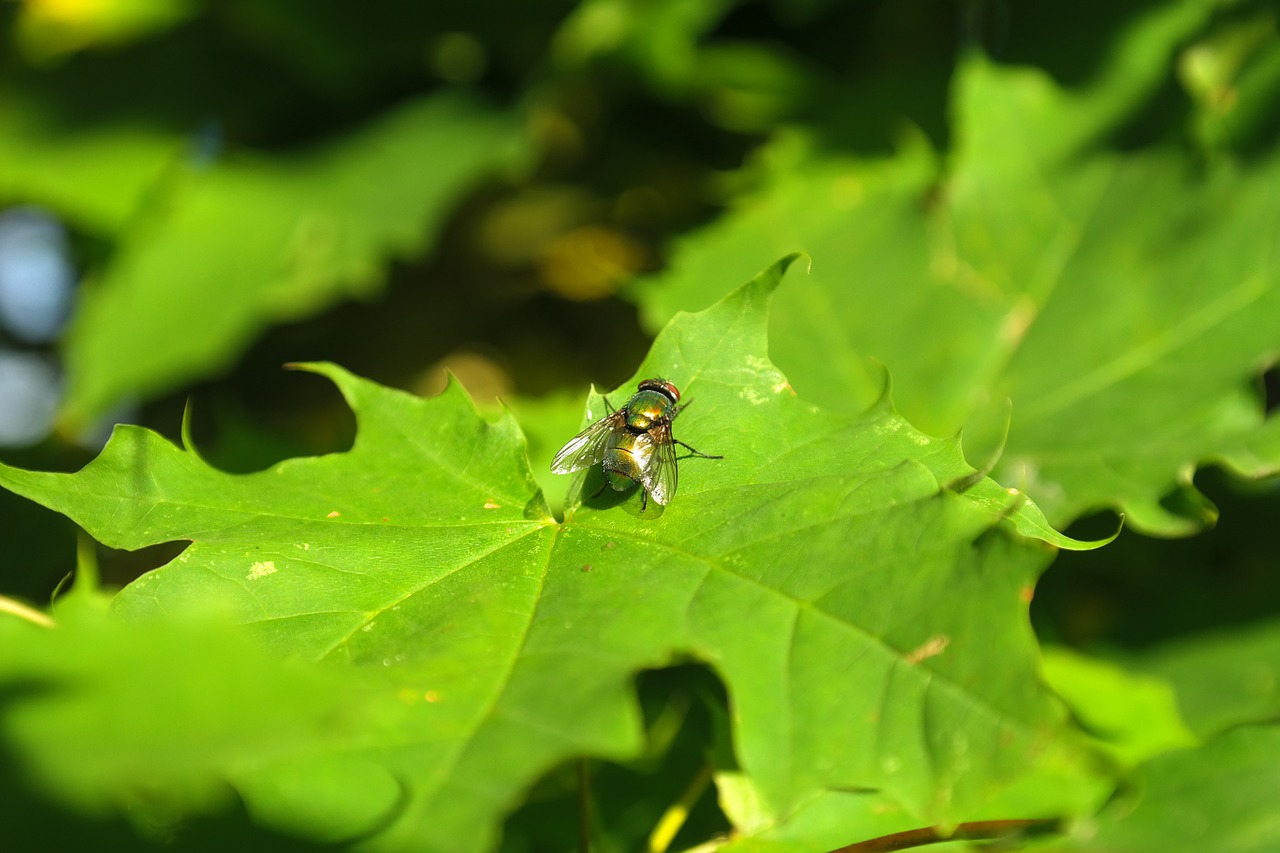 goldfliege fly insect free photo