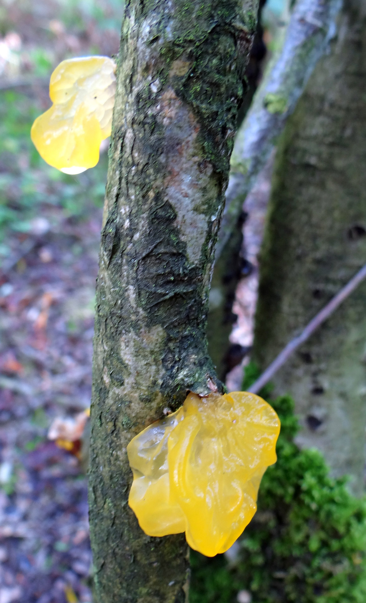 fungus parasite mixed forest free photo