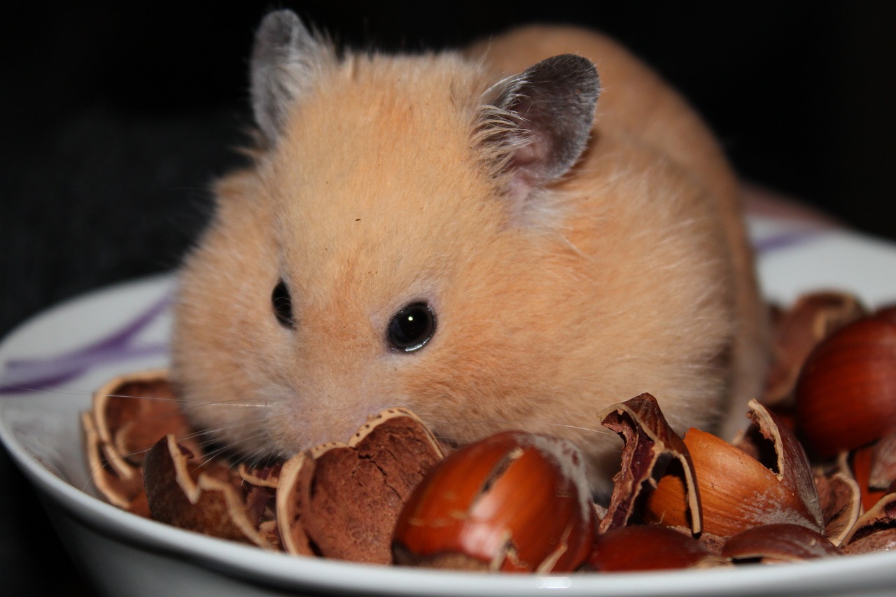 goldhamster hamster animal free photo