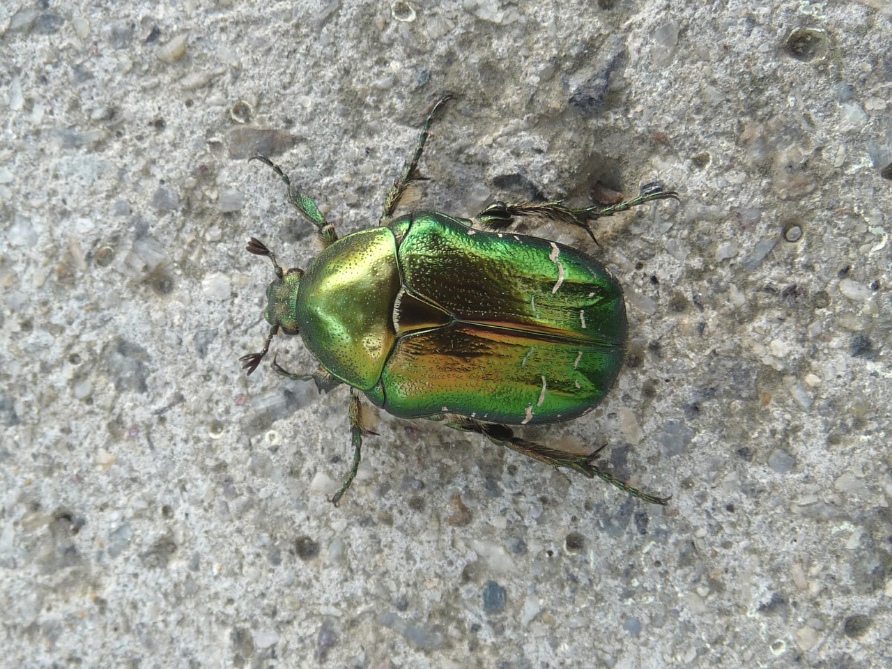 goldsmith beetle metallic free photo