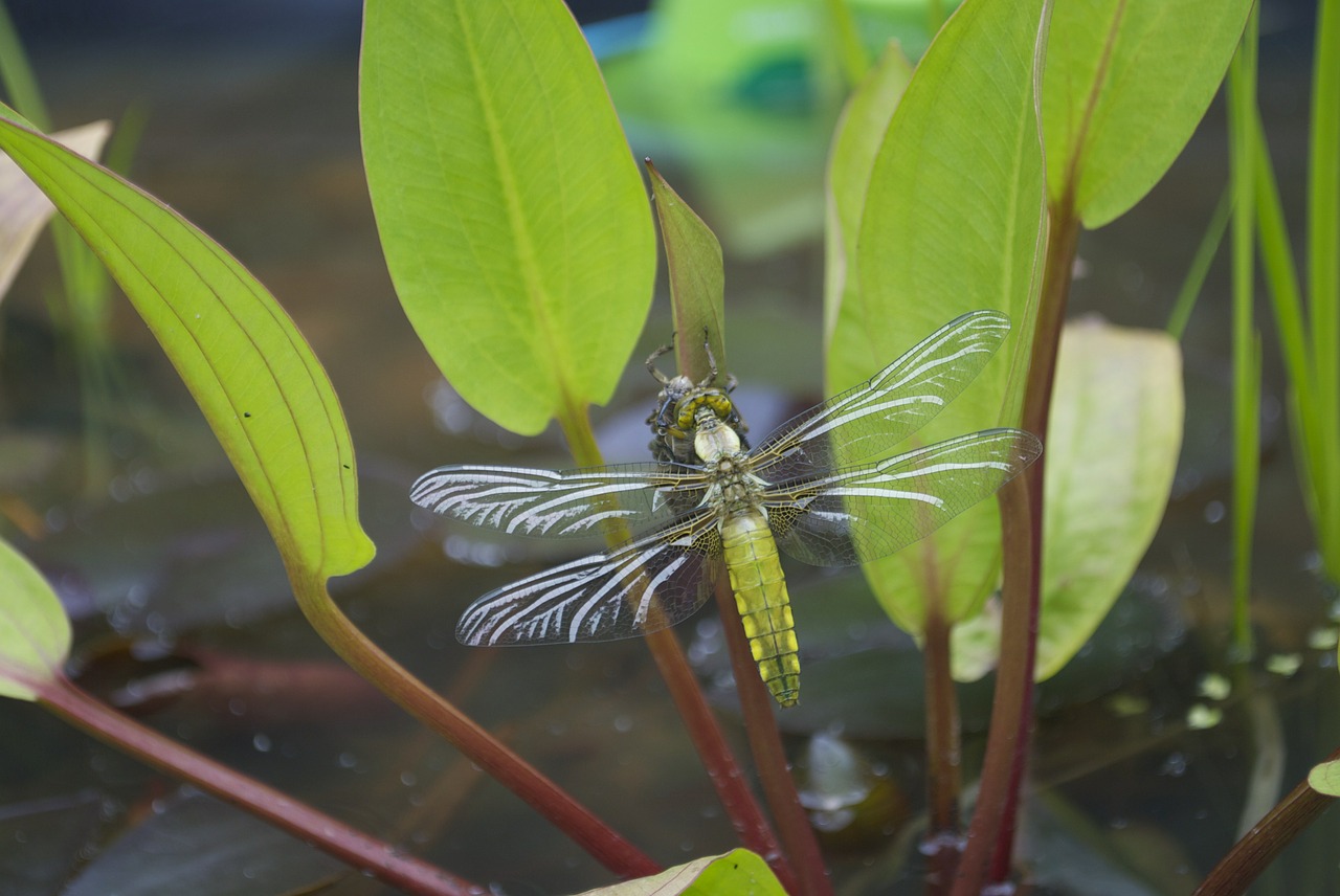 goldsmith dragonfly water free photo