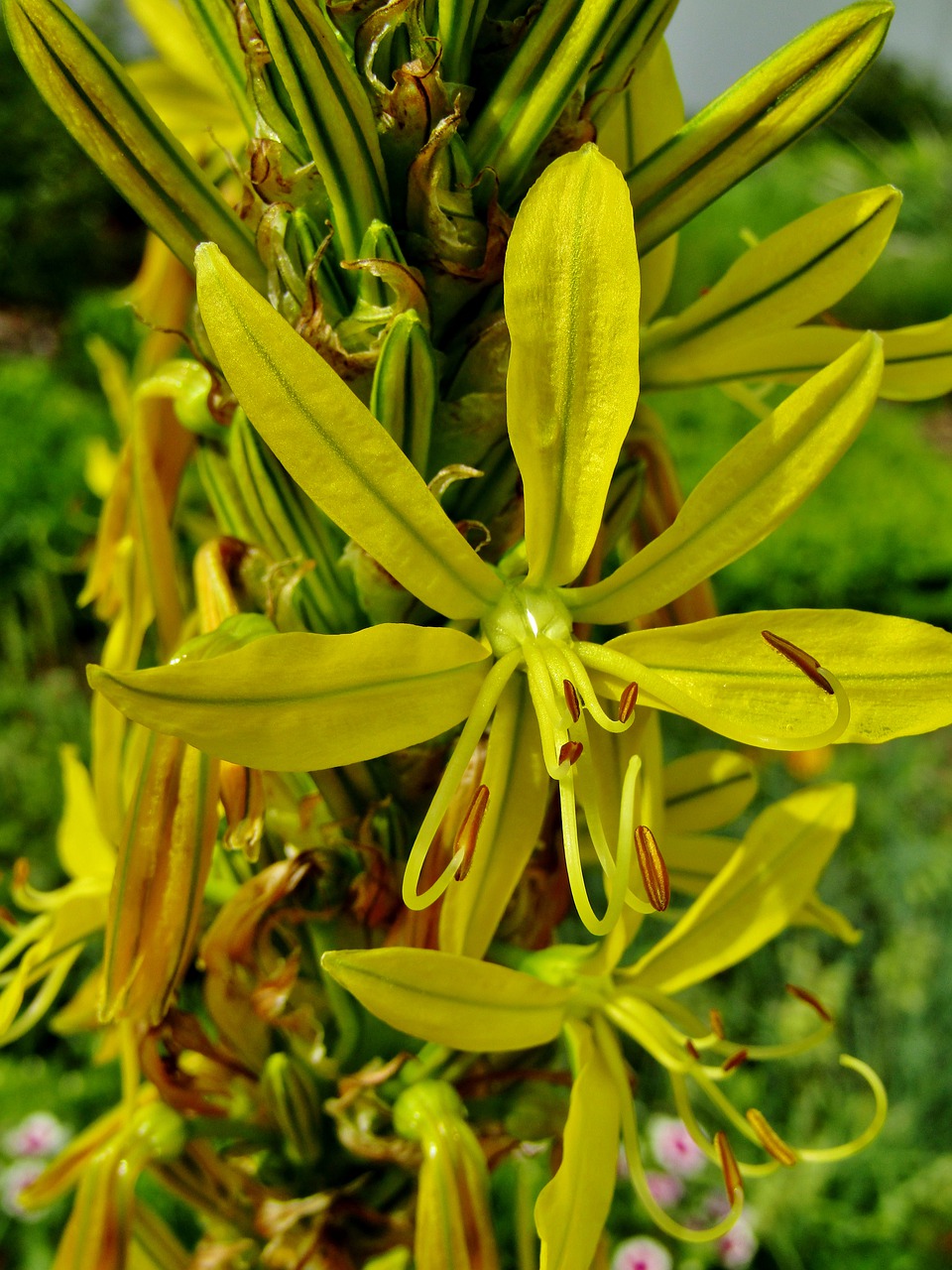 goldwurz  asphodeline lutea  junker lily free photo