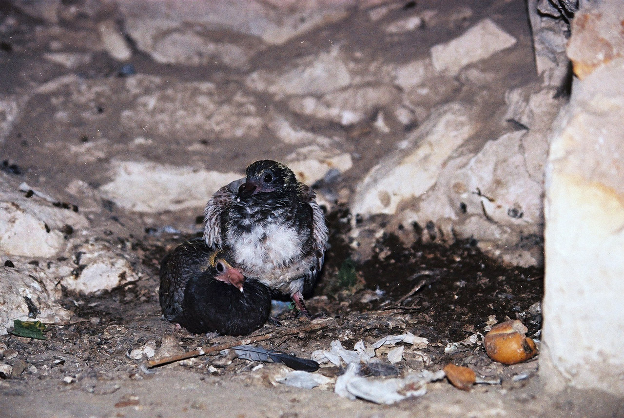 pigeon young nest free photo