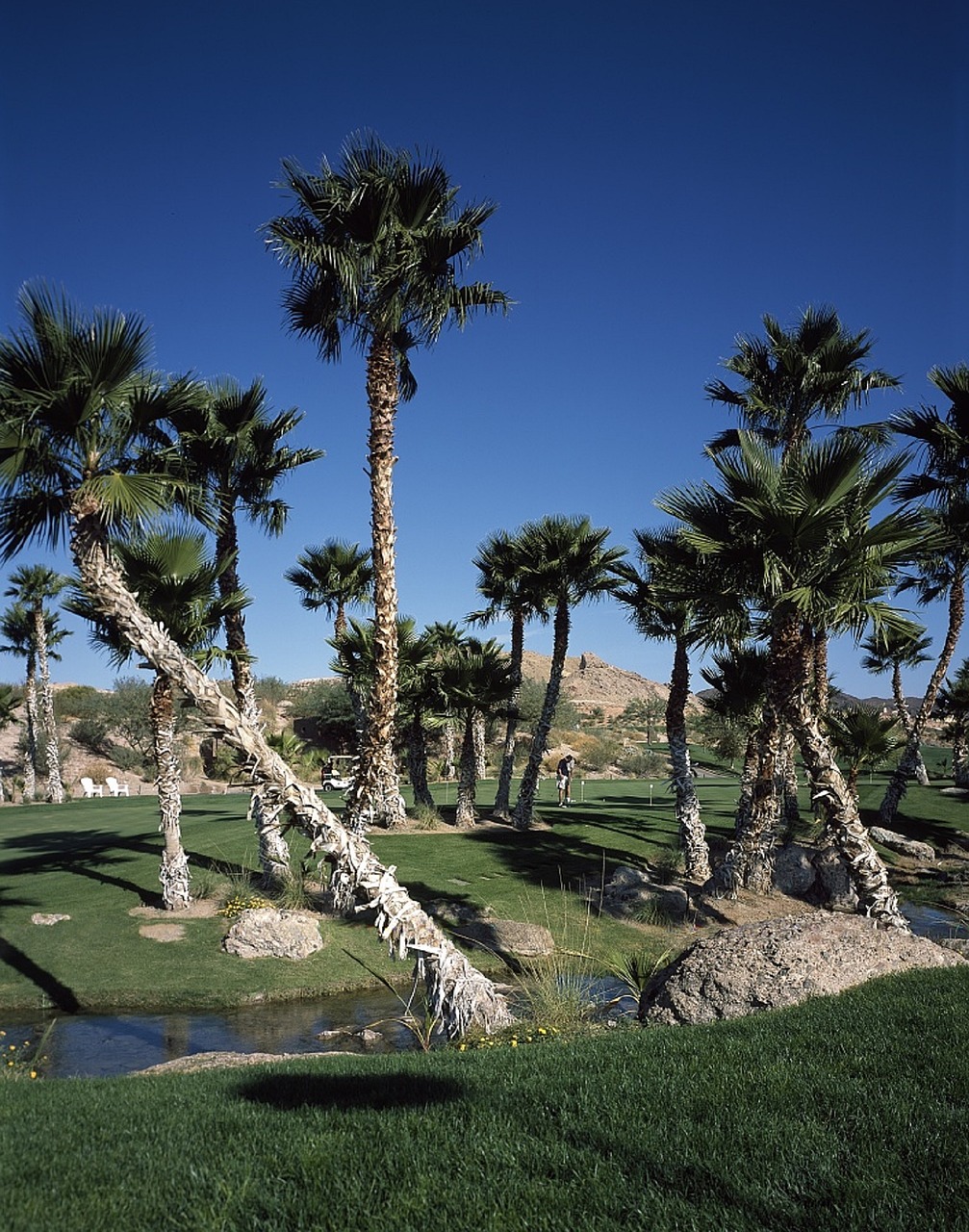 golf course trees free photo