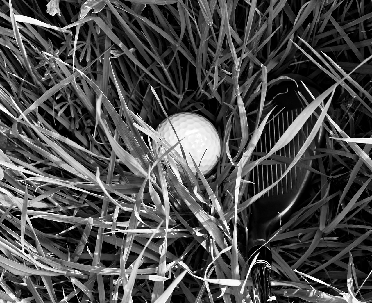 golf golf ball rough free photo