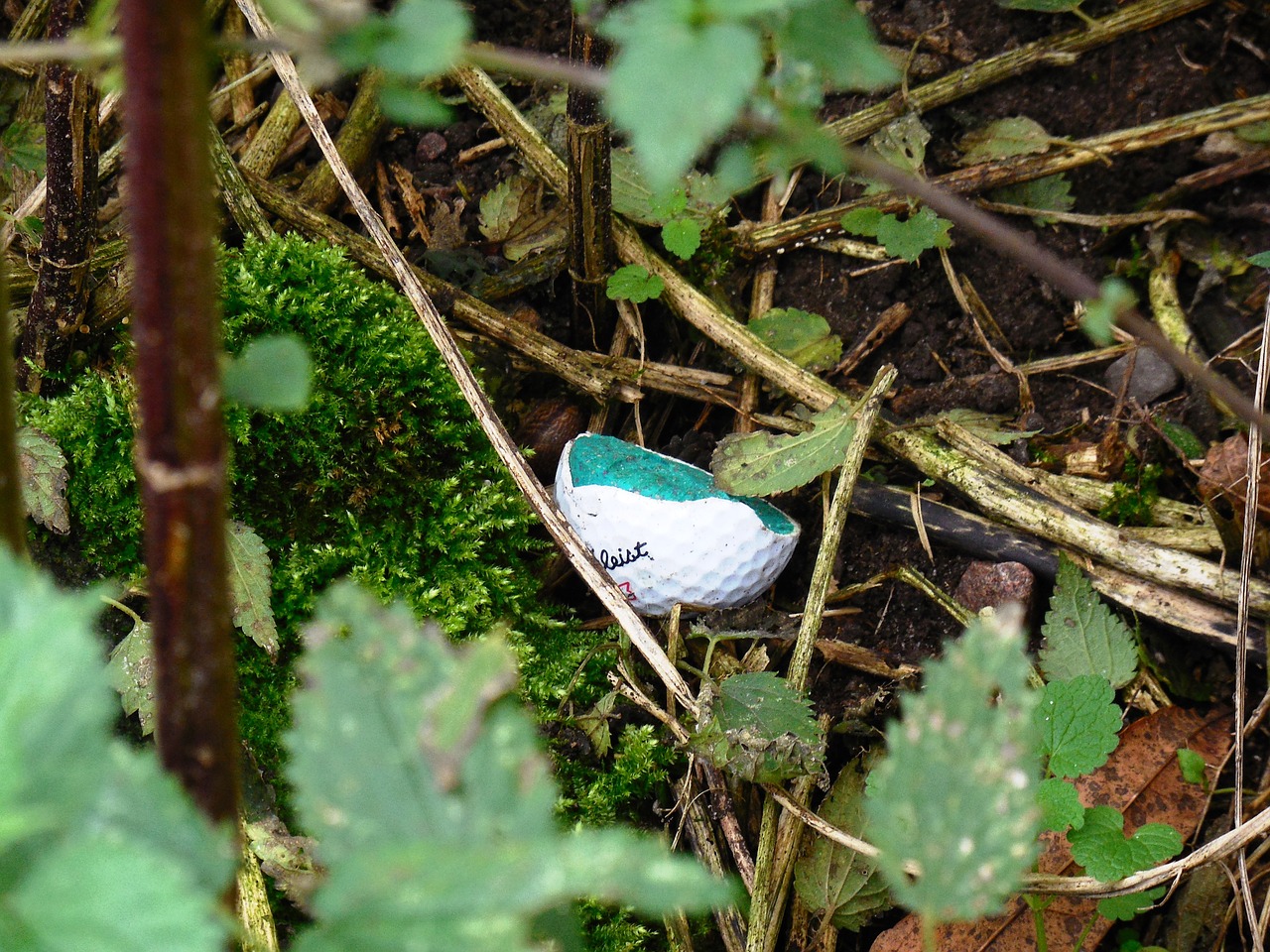 golf ball thicket leaves free photo