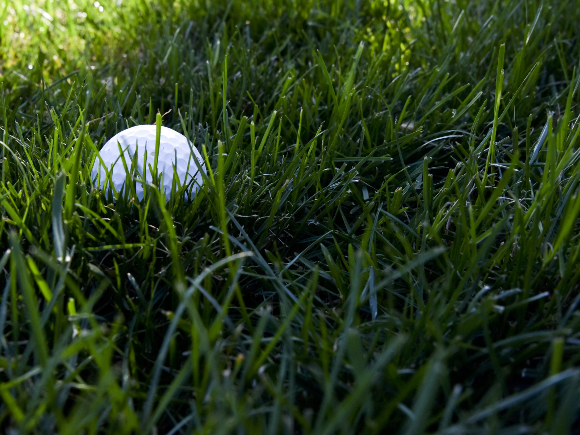 golf ball rough free photo