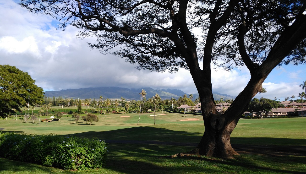 golf course  green  palms free photo