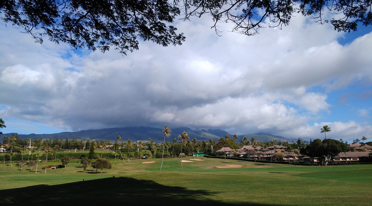 golf course  green  palms free photo