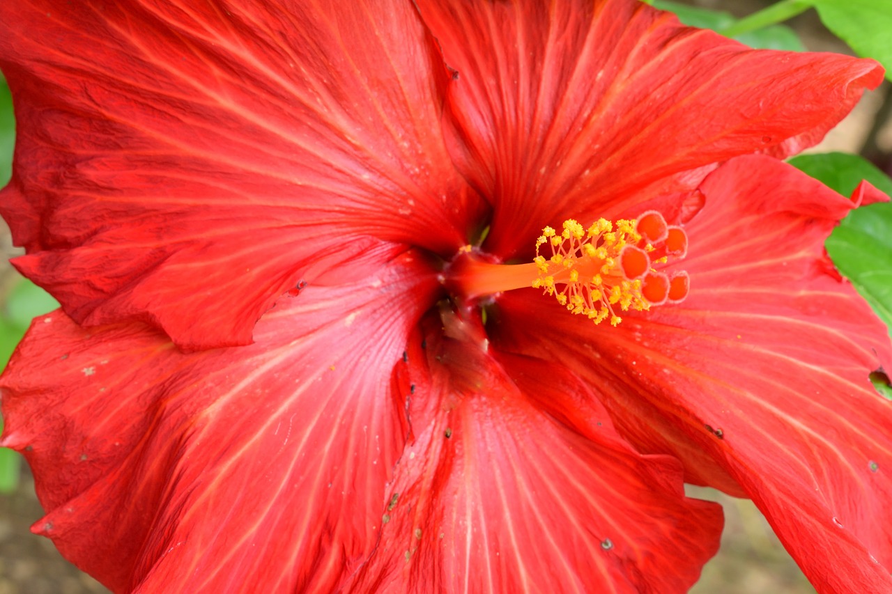 golgotha  flower  petal free photo