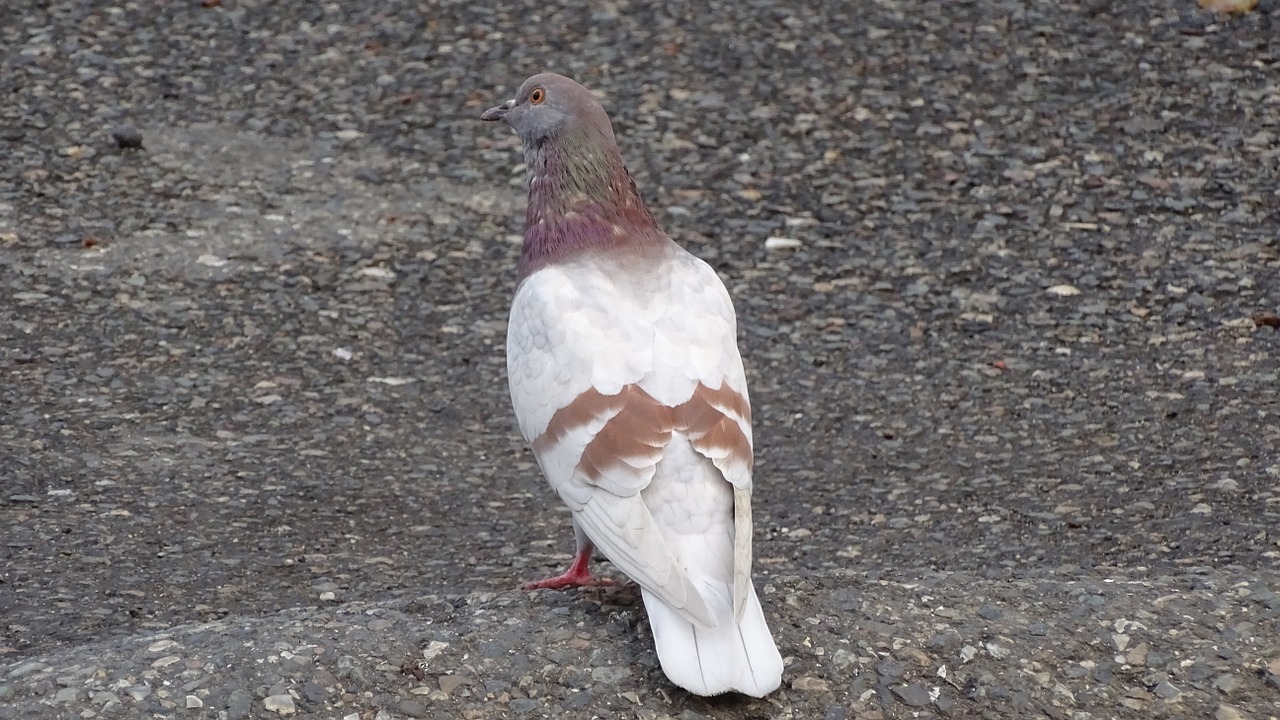golub bird dove free photo