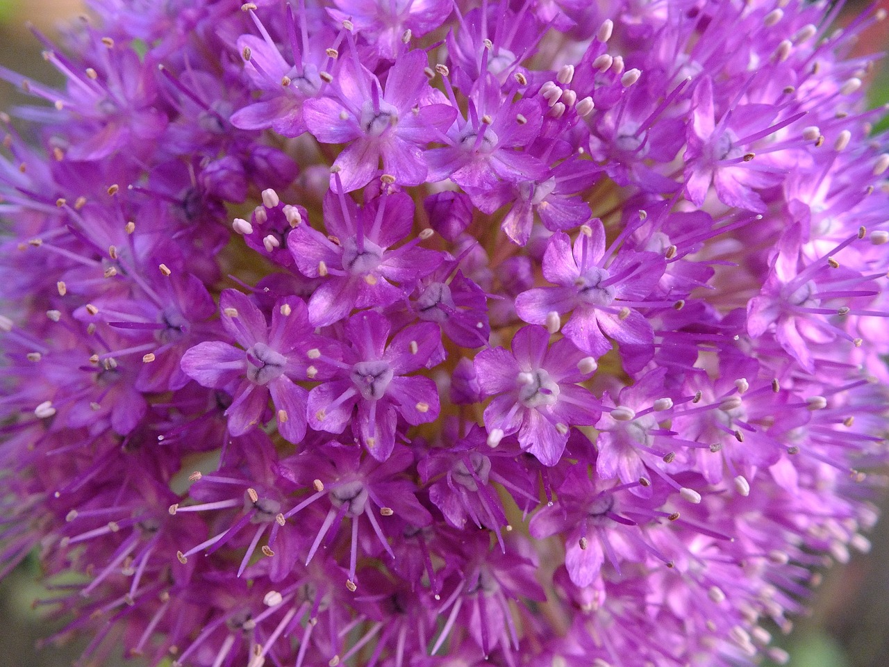 gömbvirág tiny flower purple free photo