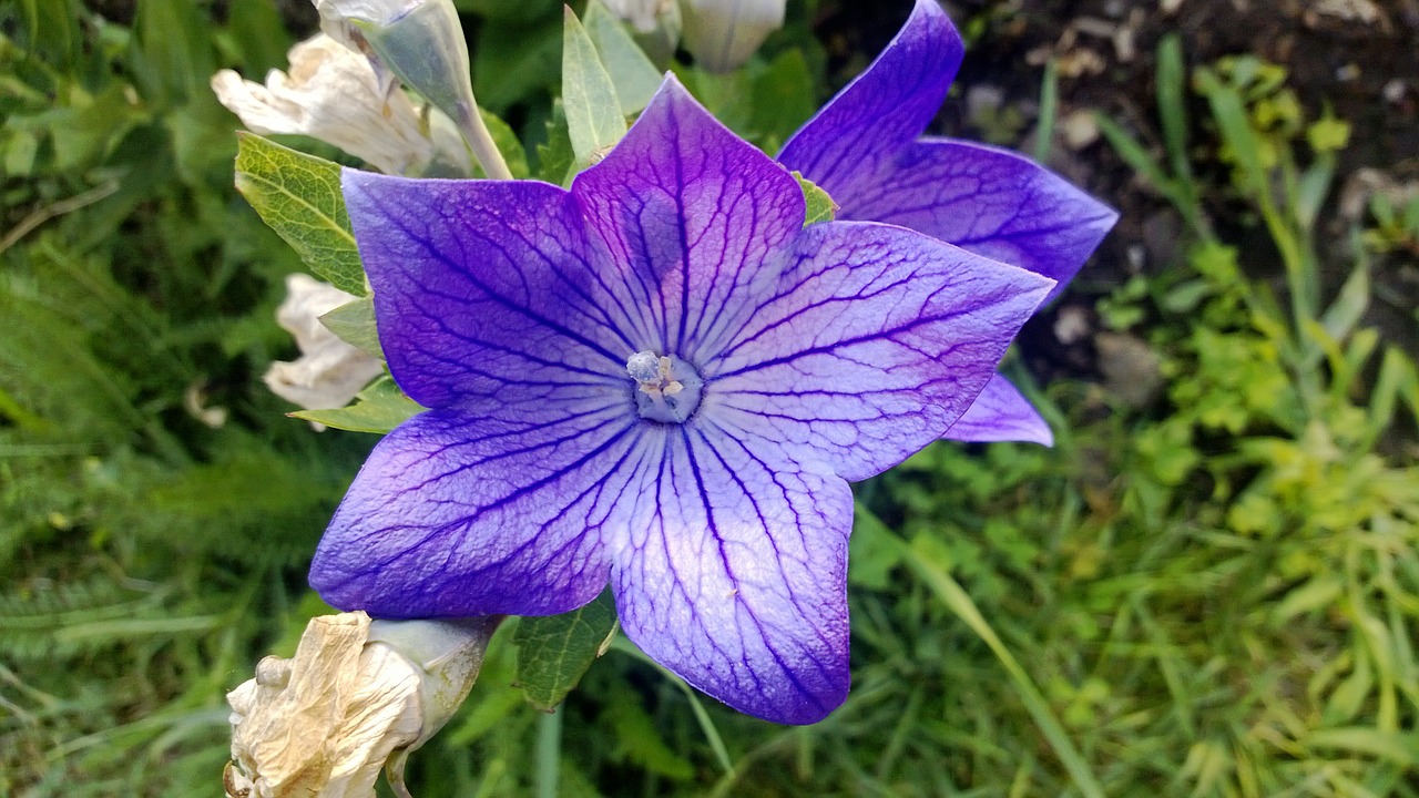 gömbvirág blue plant free photo