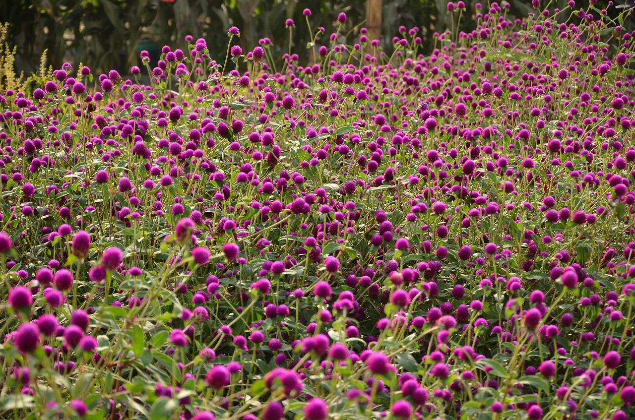 gomphrena flower violet flower free photo