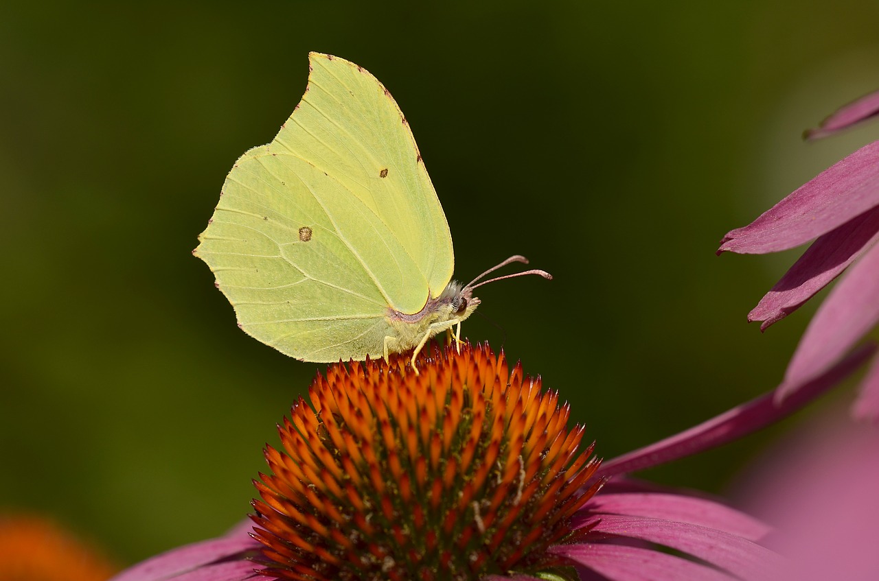 gonepteryx rhamni butterfly blossom free photo