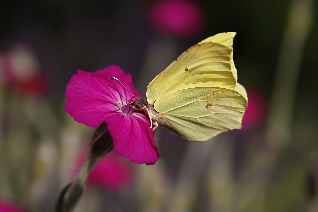 gonepteryx rhamni butterfly nectar free photo