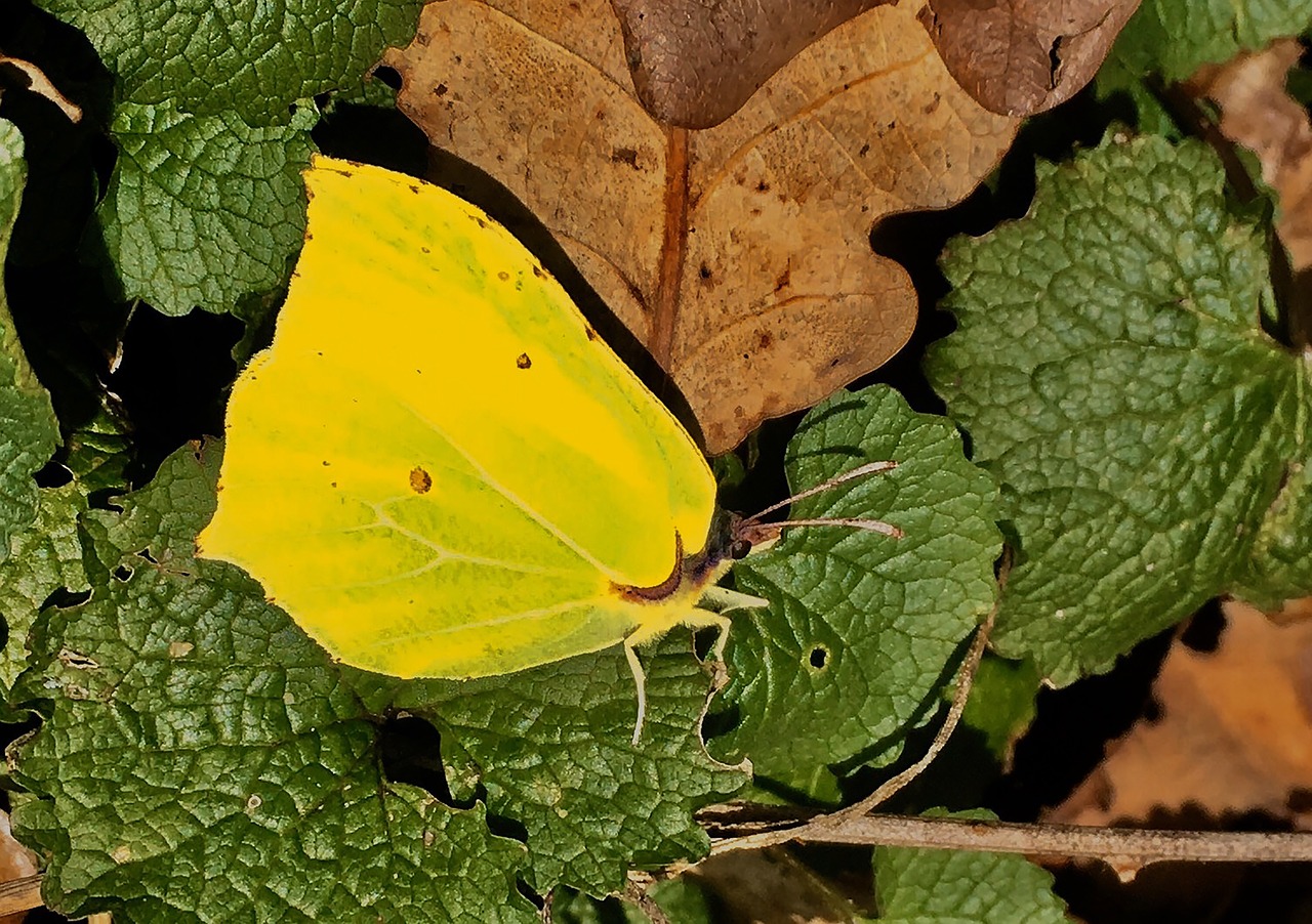 gonepteryx rhamni forest ground free photo