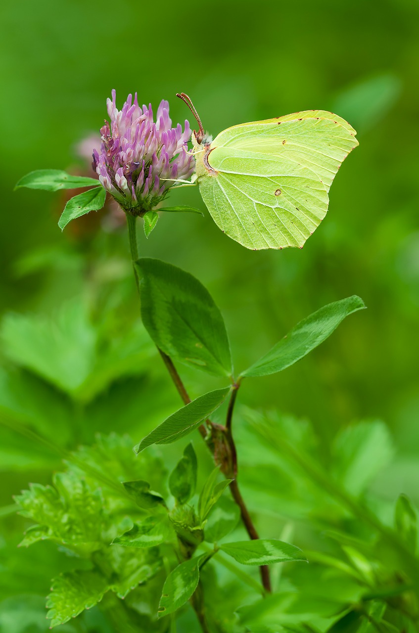 gonepteryx rhamni males butterfly free photo