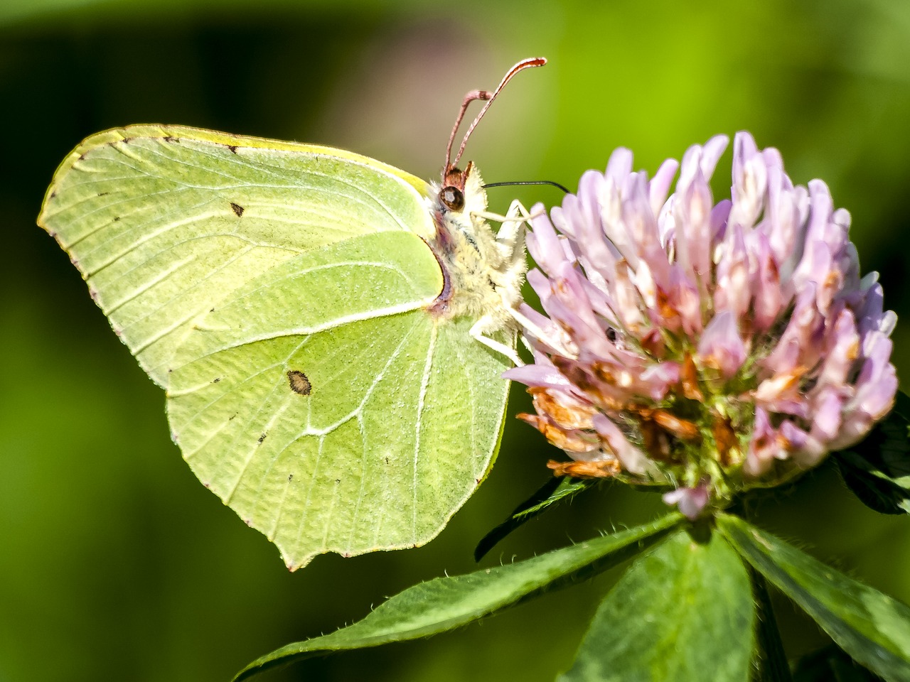 gonepteryx rhamni butterfly nature free photo