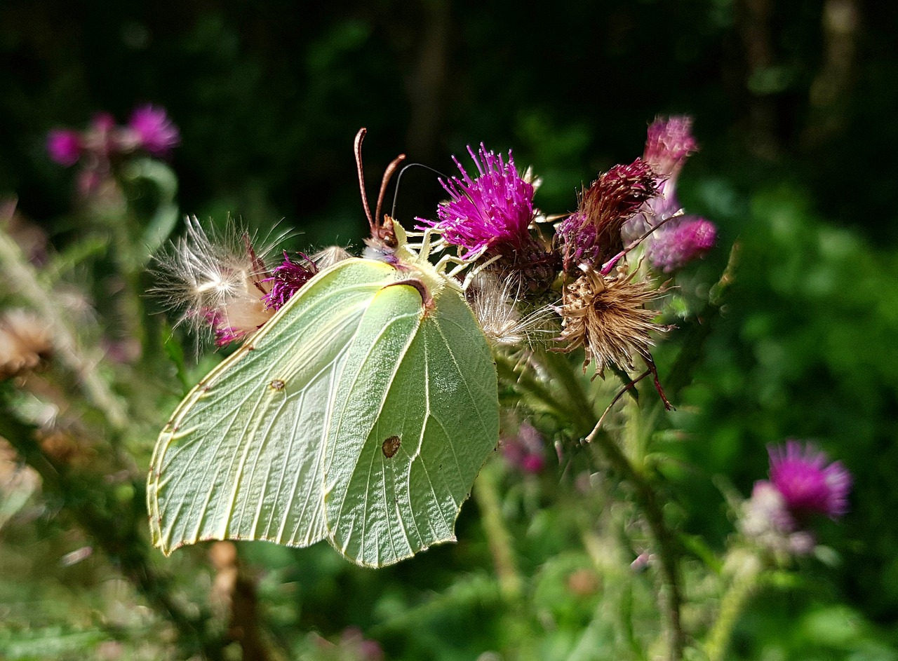 gonepteryx rhamni butterfly animal free photo