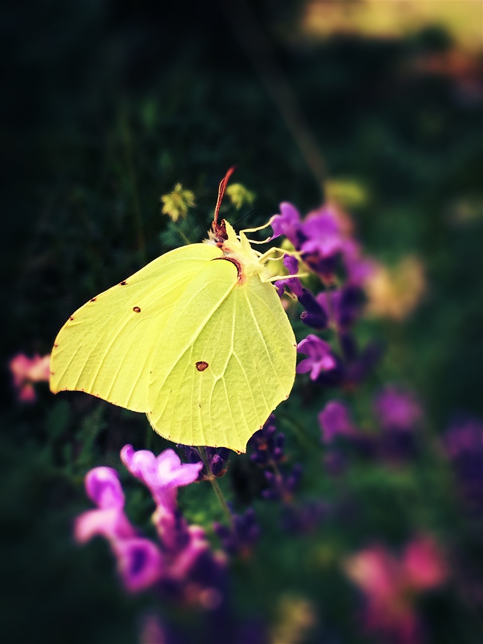gonepteryx rhamni butterfly yellow free photo