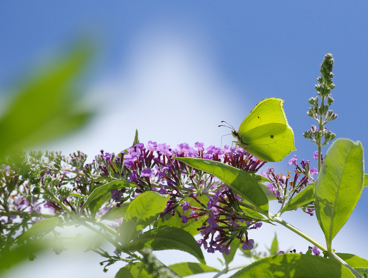 gonepteryx rhamni butterfly insect free photo